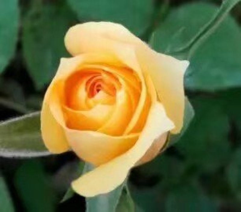 月季花