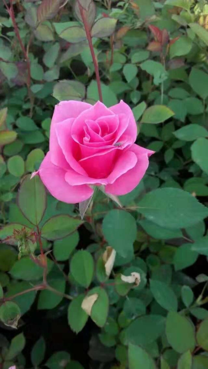 月季花