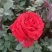 月季花