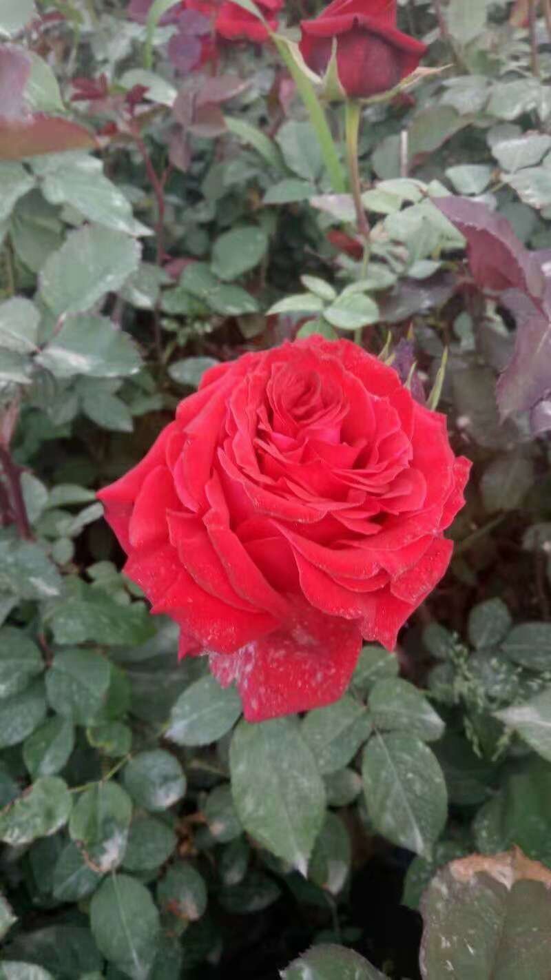 月季花