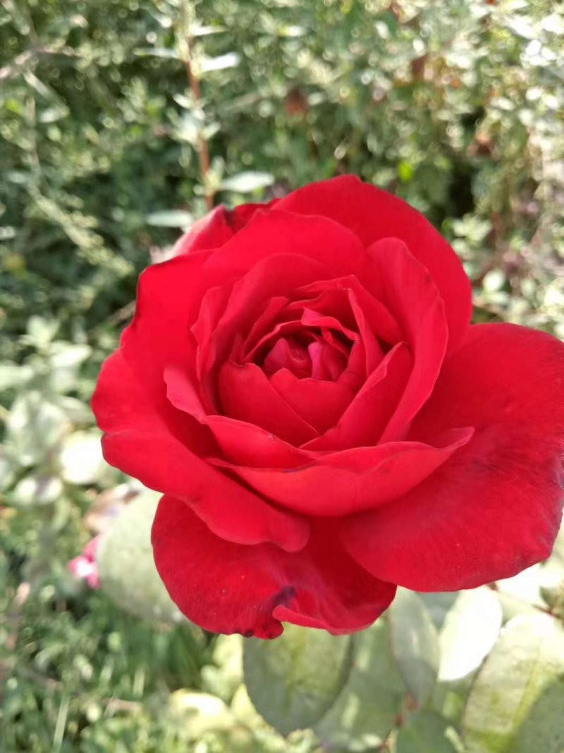 月季花