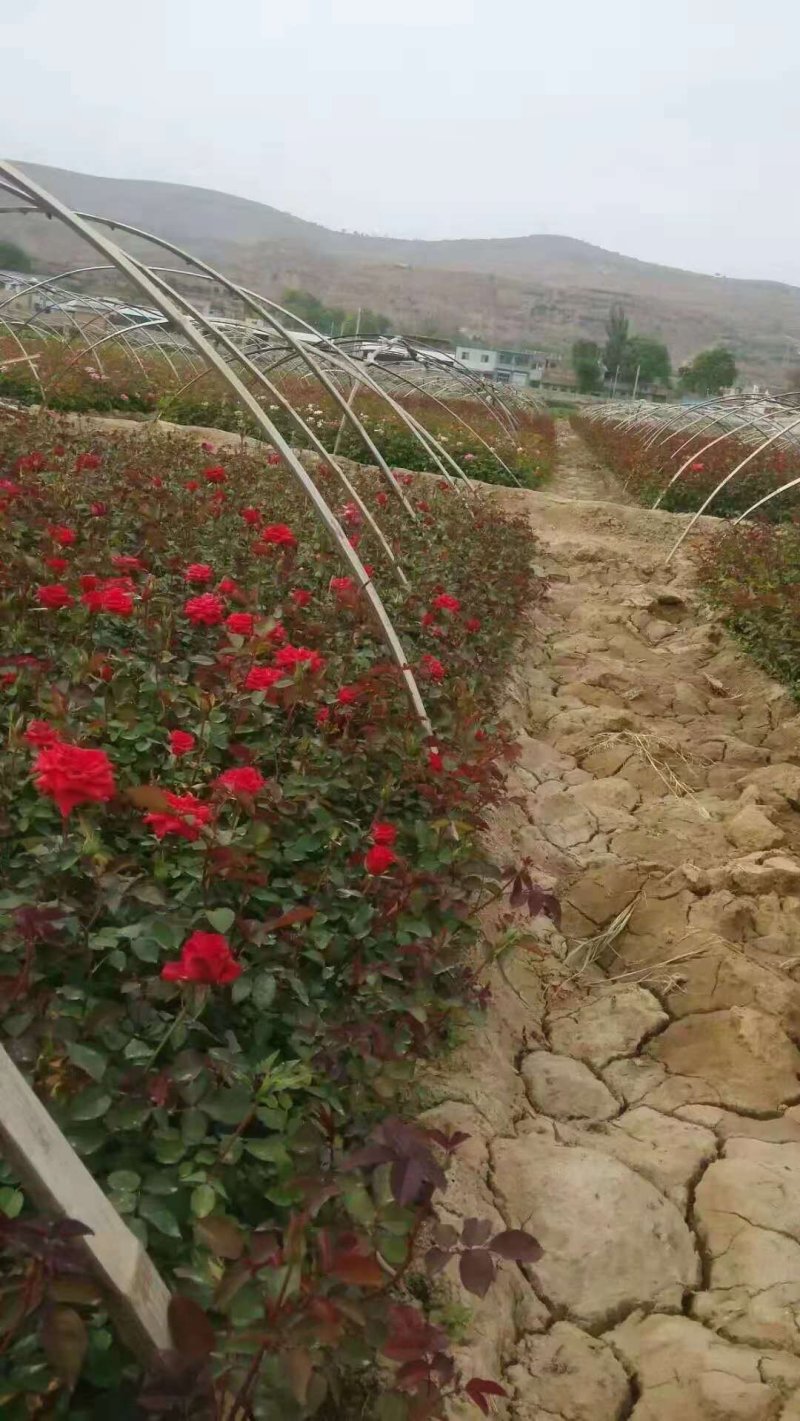 月季花