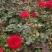 月季花
