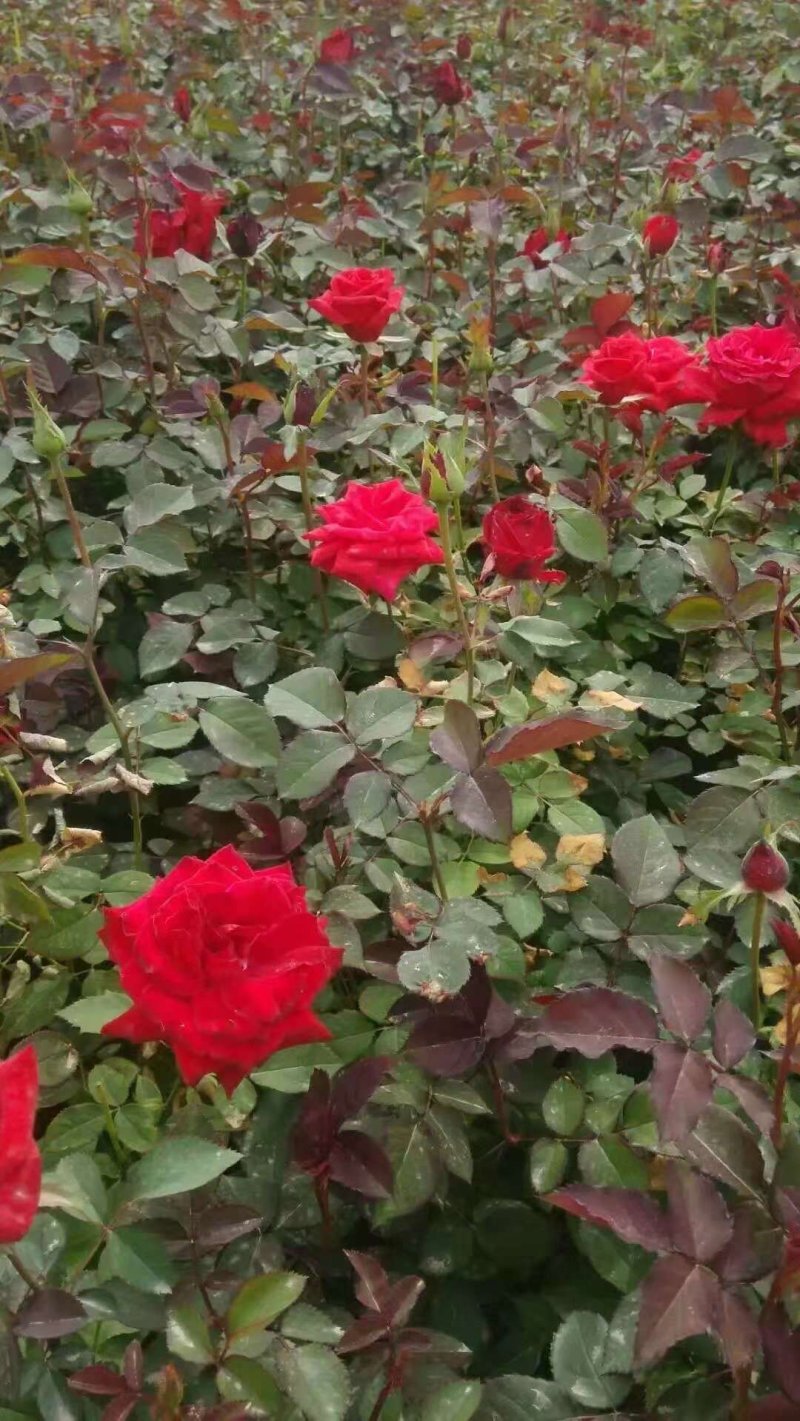 月季花