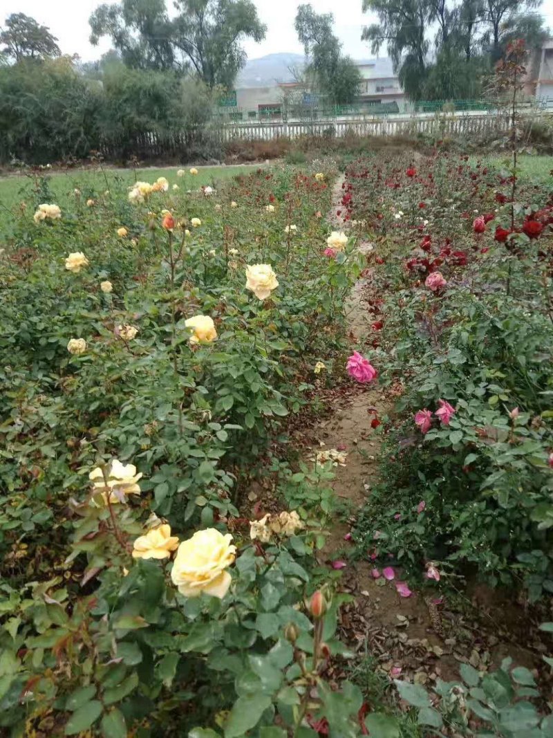 月季花