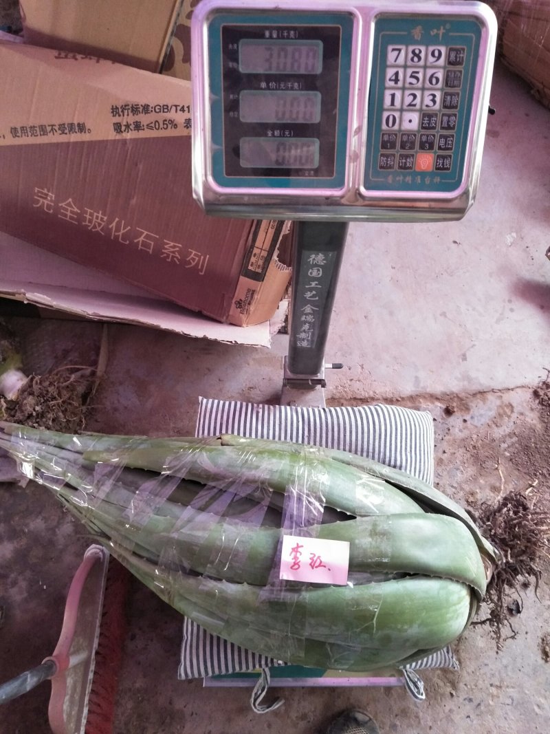 芦荟及仙人掌