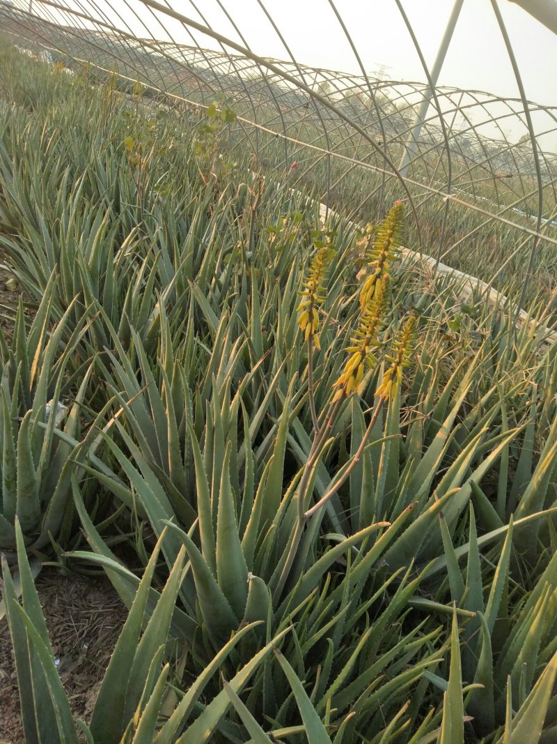 芦荟及仙人掌
