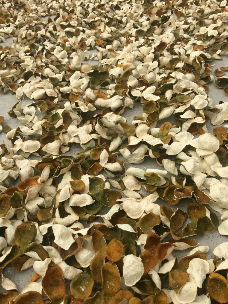新会核心产区大红柑皮，二红皮，青皮