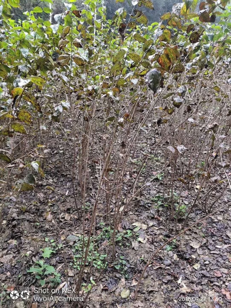 山茱萸树苗伏牛山南召山萸肉苗