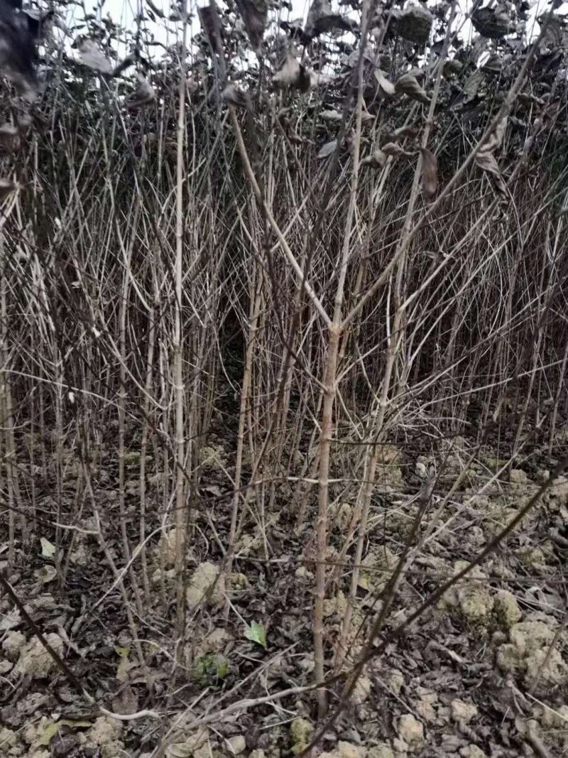山茱萸树苗伏牛山南召山萸肉苗