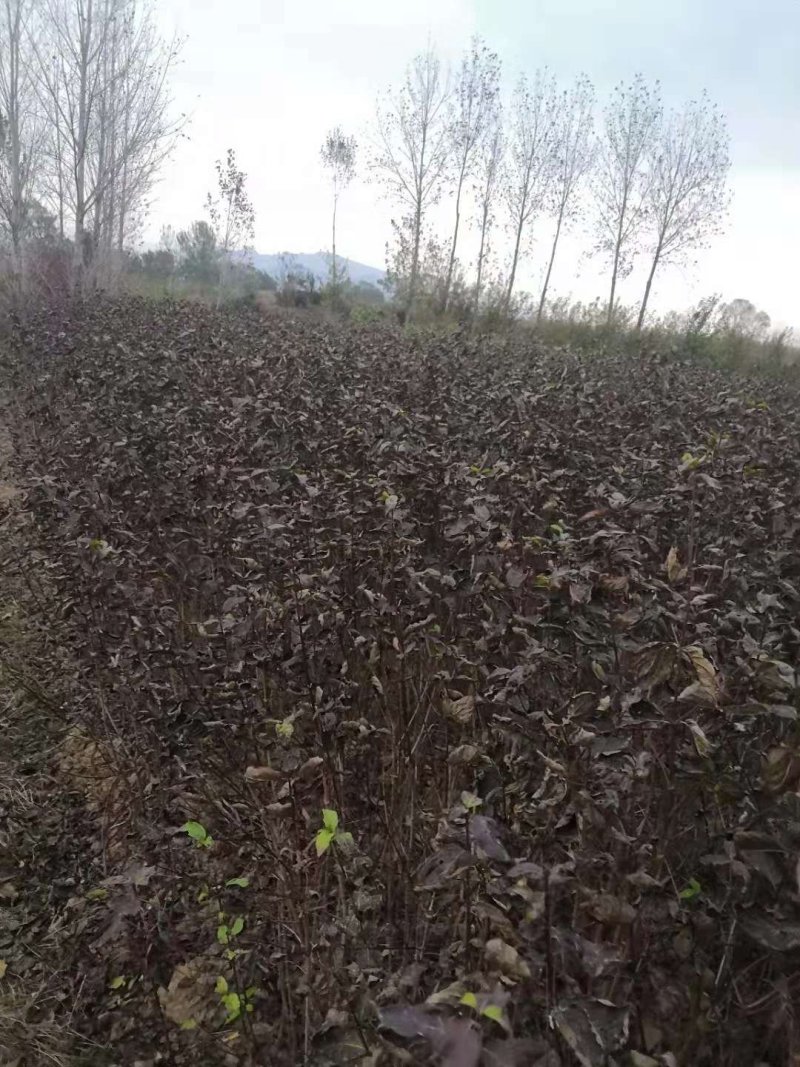 山茱萸树苗伏牛山南召山萸肉苗