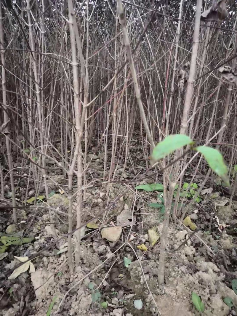 山茱萸树苗伏牛山南召山萸肉苗