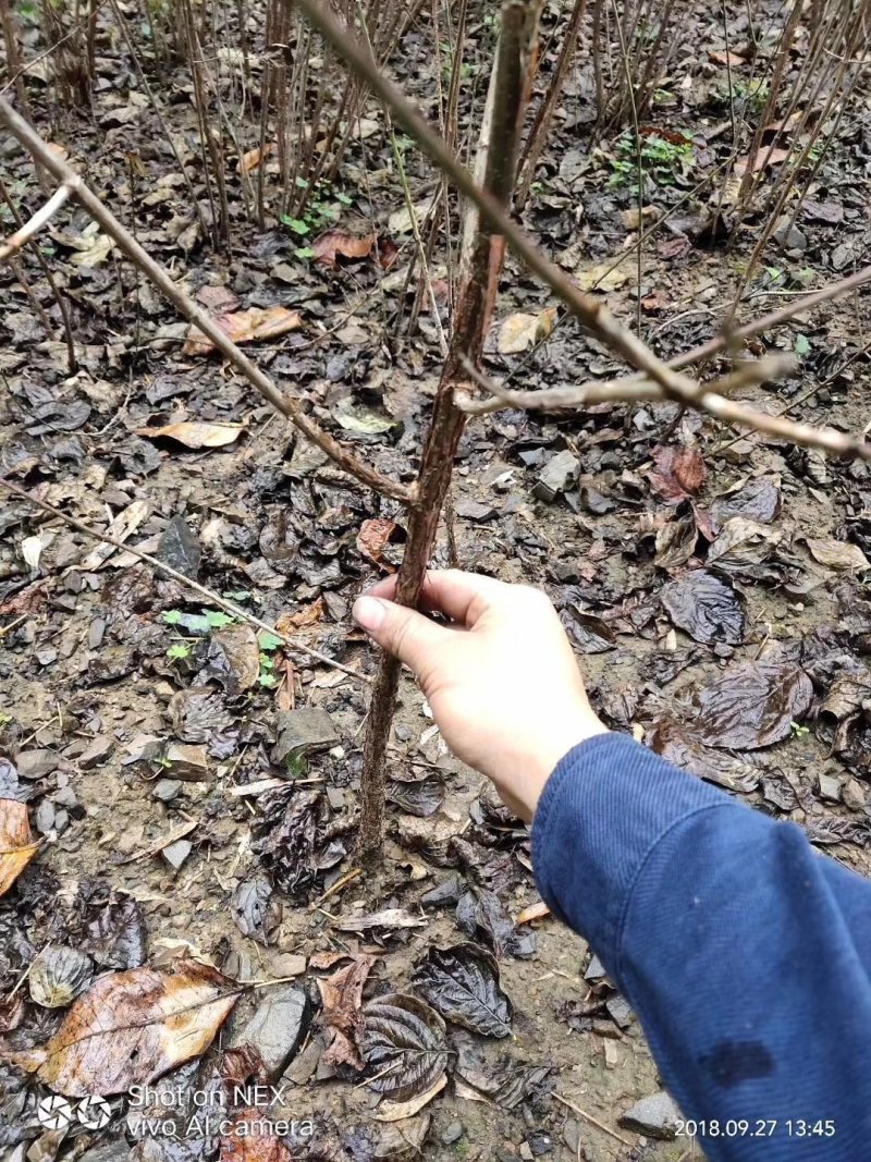 山茱萸树苗伏牛山南召山萸肉苗