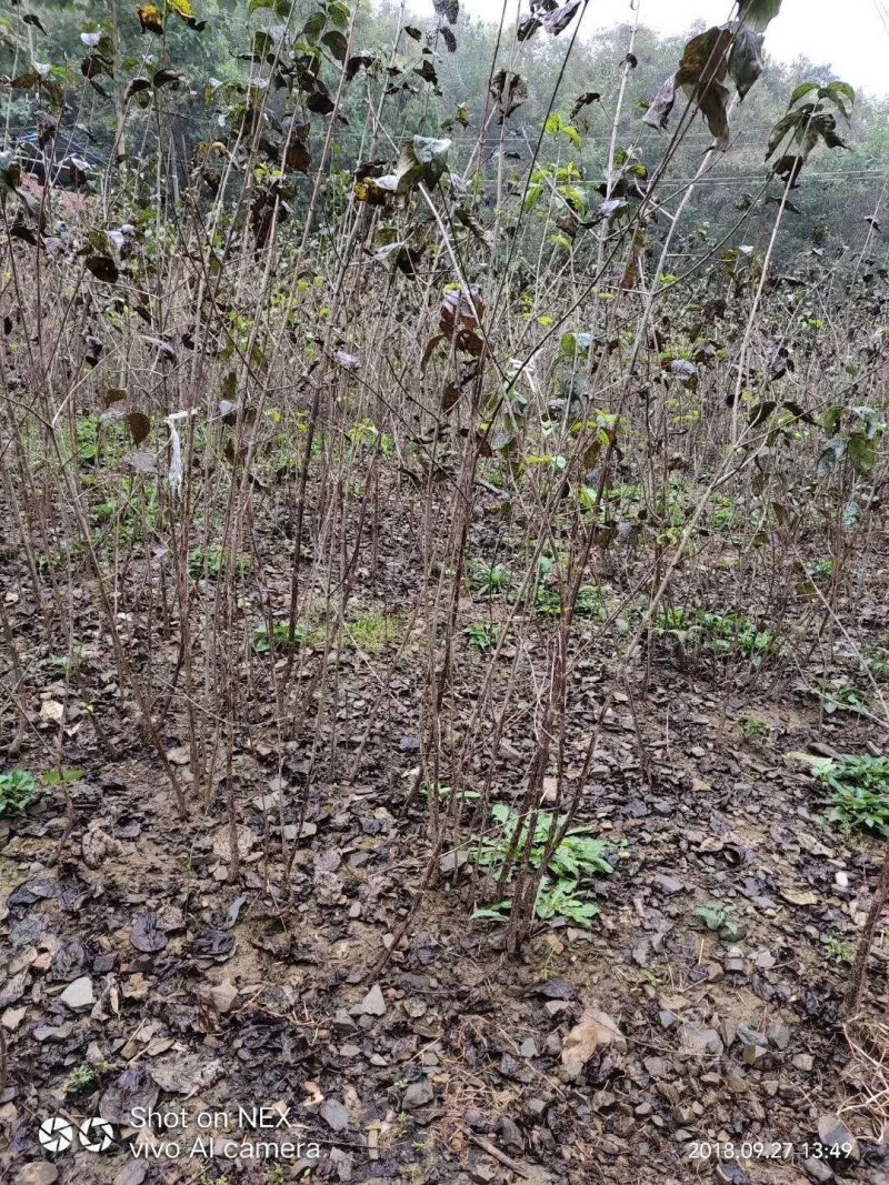 山茱萸树苗伏牛山南召山萸肉苗