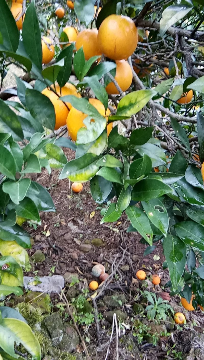 冰糖橙