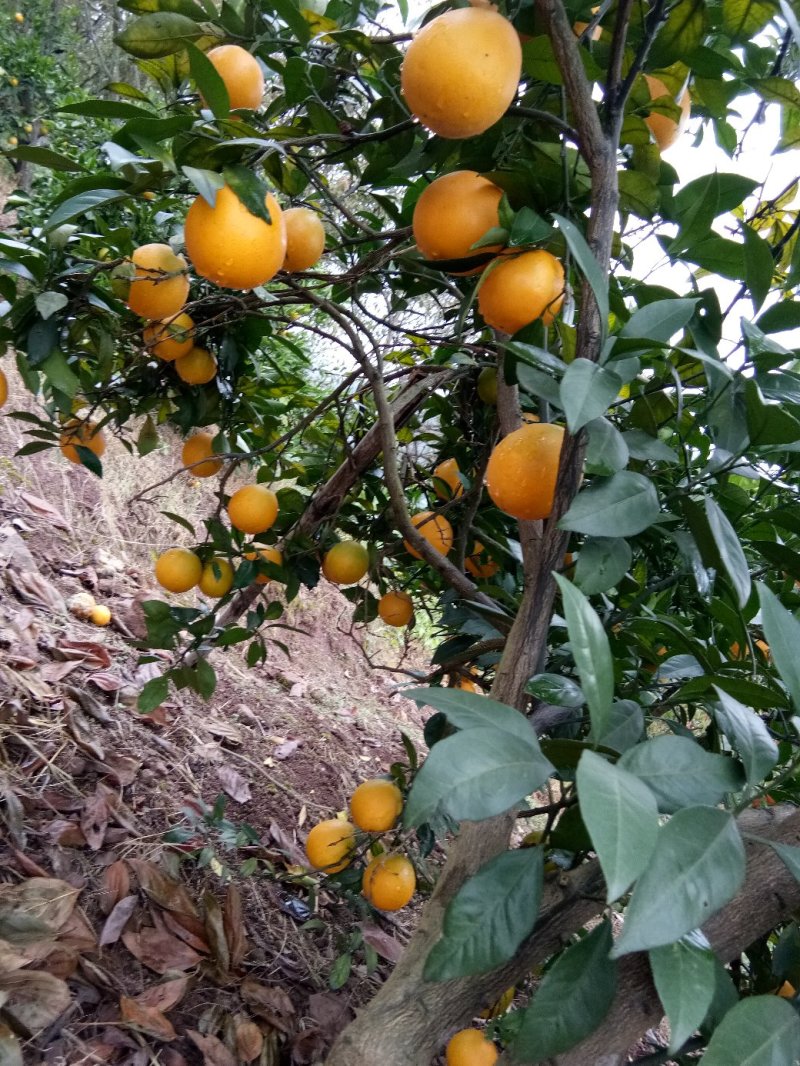 冰糖橙