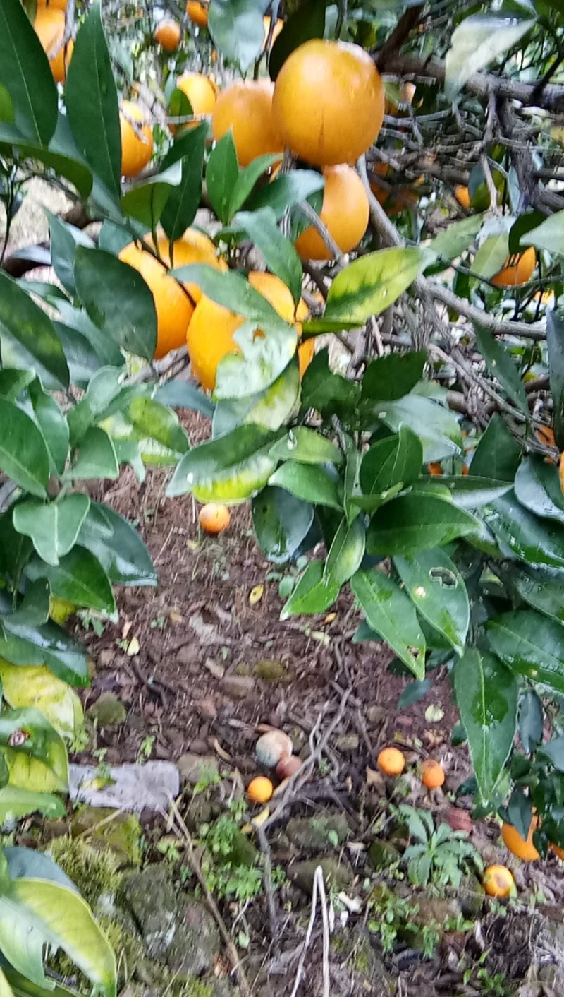 冰糖橙
