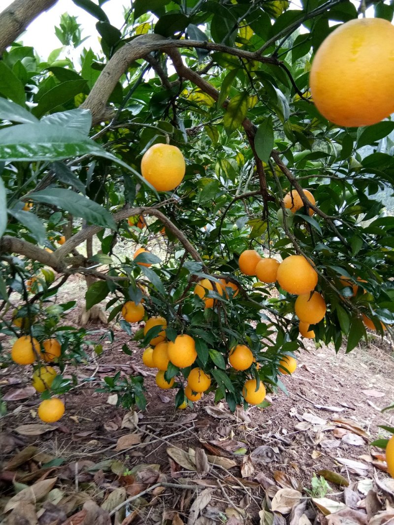 冰糖橙