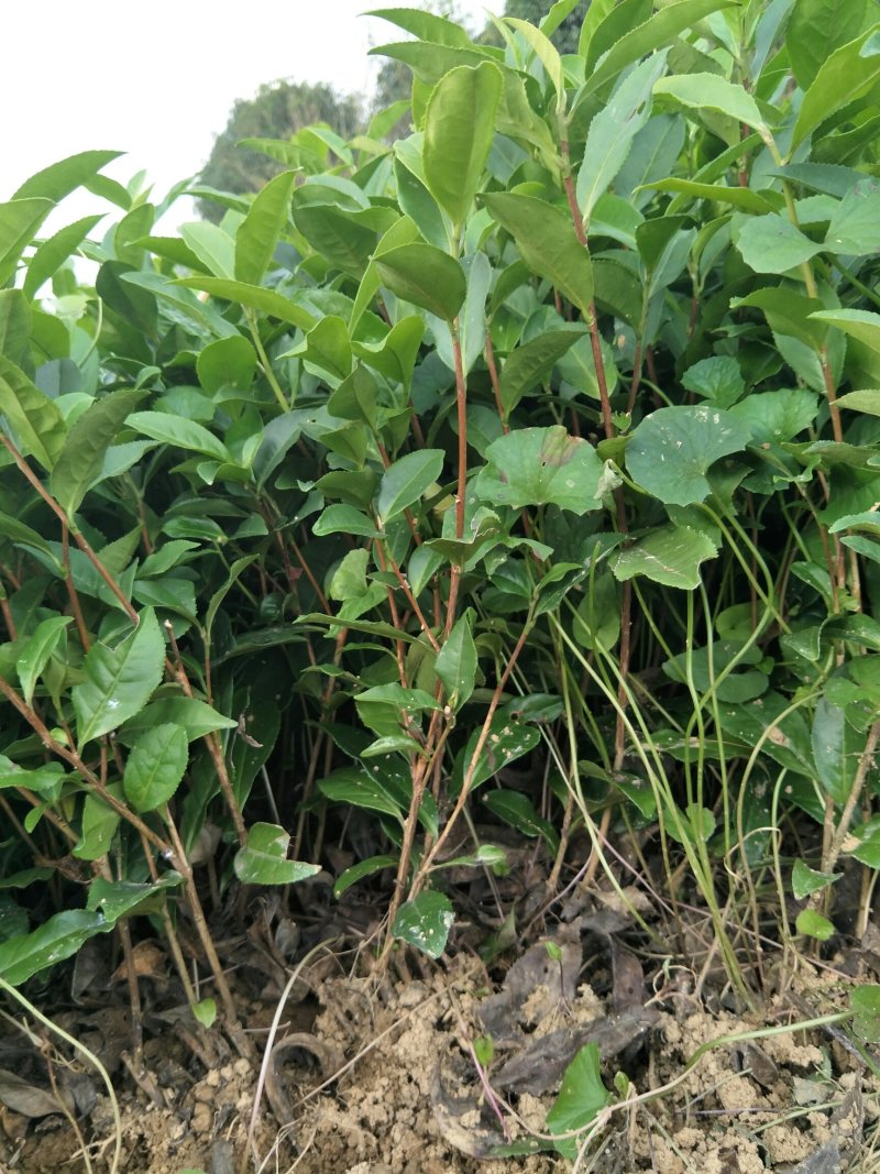 茶苗，茶树苗，安吉白茶，龙井43
