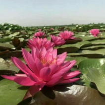 永信水生植物大量出售睡莲颜色齐全欢迎咨询保质保量