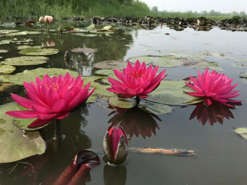 永信水生植物大量出售睡莲颜色齐全欢迎咨询保质保量