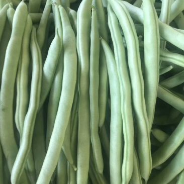 四季豆，豆角，青豆。大量上市四季豆。新苗上市
