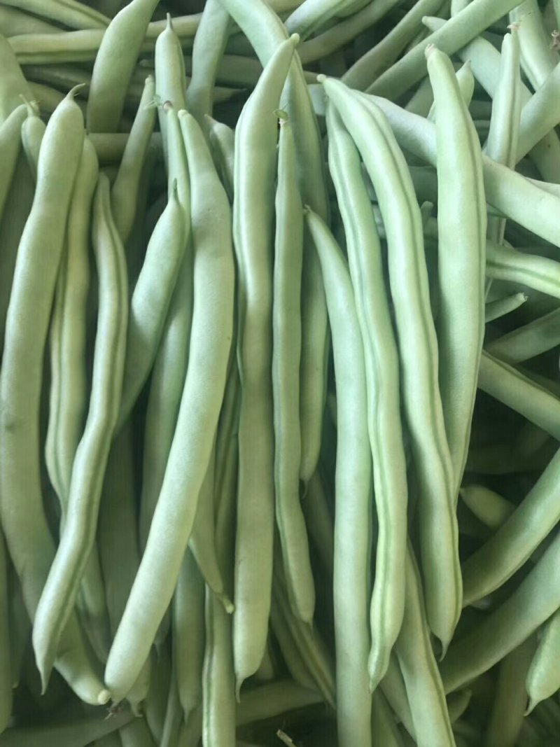 四季豆，豆角，青豆。大量上市四季豆。新苗上市