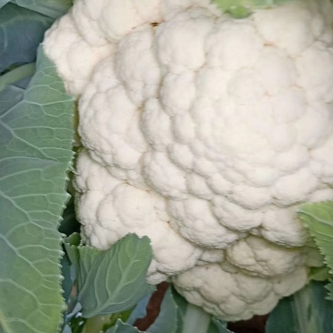 菜花紧密乳白2斤