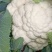 菜花紧密乳白2斤