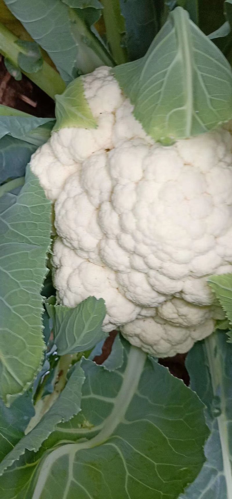 菜花紧密乳白2斤
