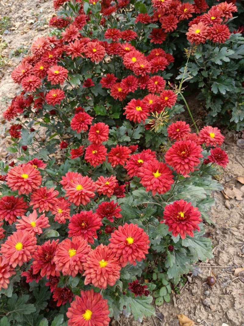 大量现货出售营养杯地被菊