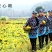 金丝黄菊