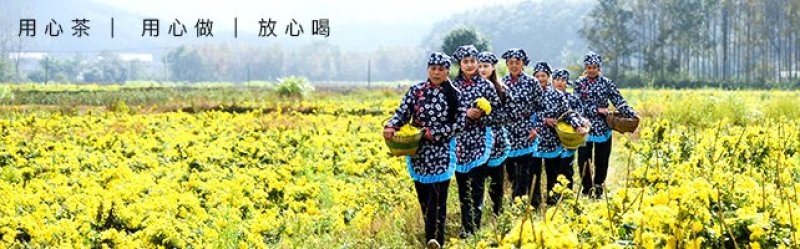金丝黄菊