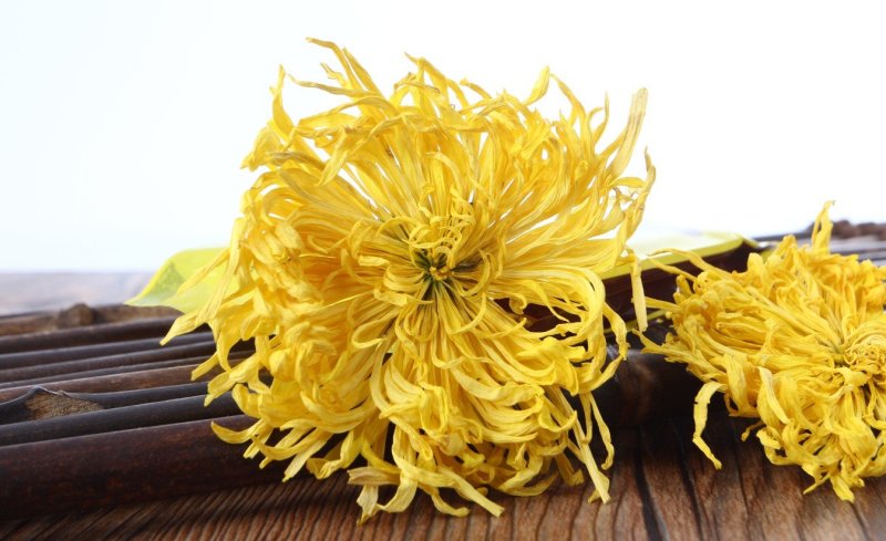 金丝黄菊
