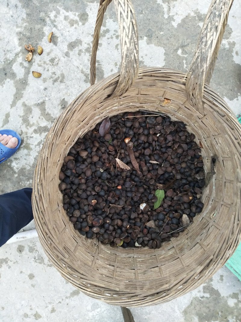 油茶籽