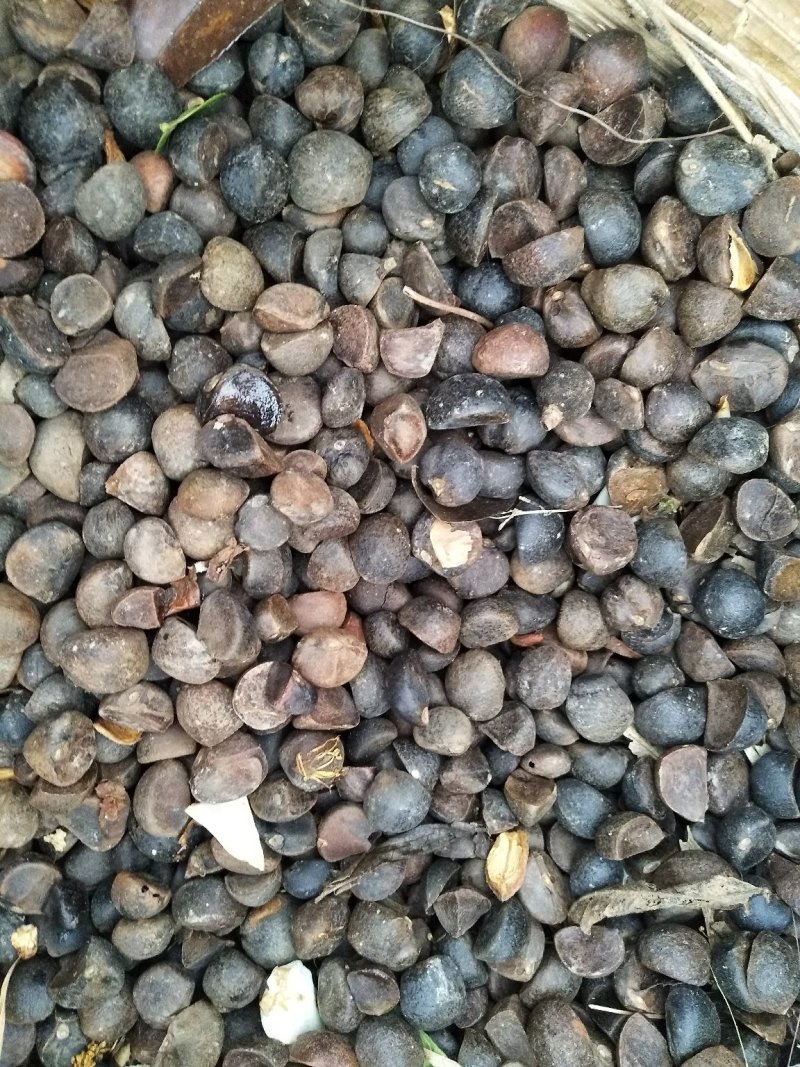 油茶籽
