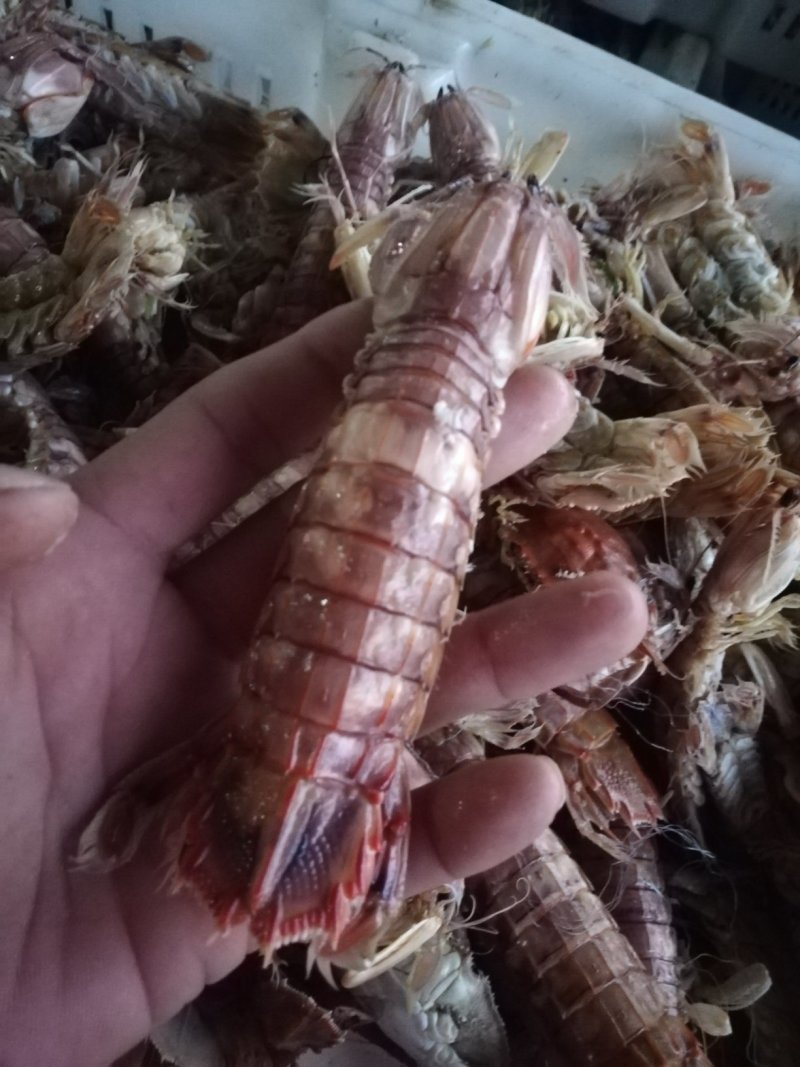 熟冻皮皮虾一手货源质优价廉