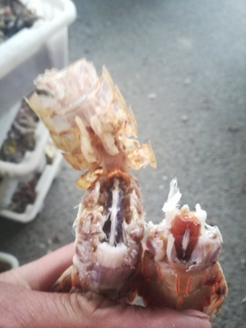 熟冻皮皮虾一手货源质优价廉