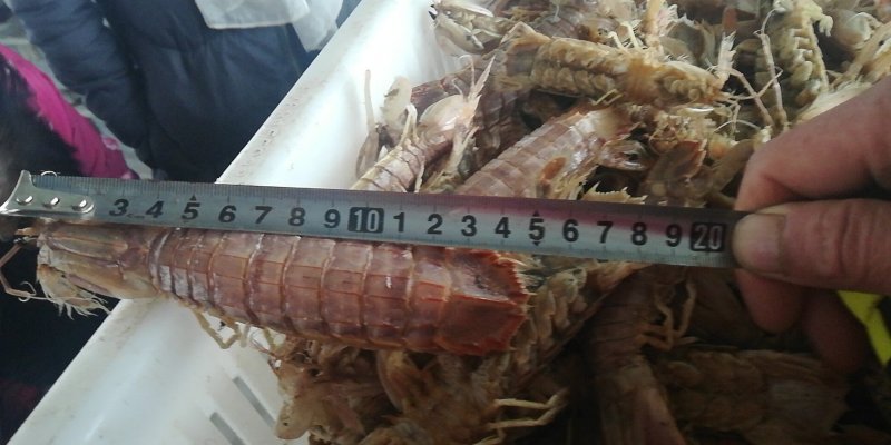 熟冻皮皮虾一手货源质优价廉