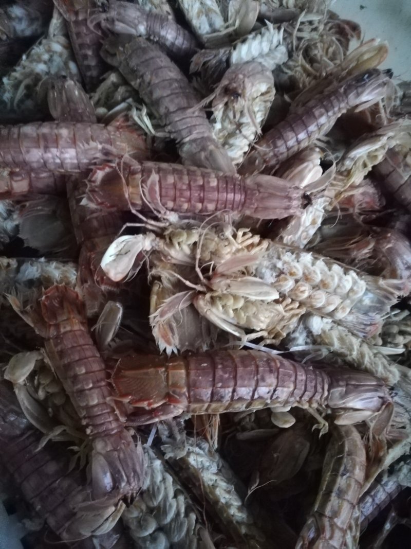 熟冻皮皮虾一手货源质优价廉
