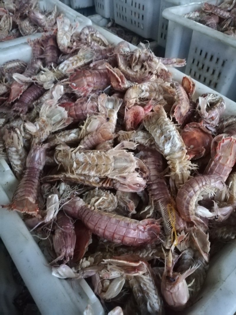 熟冻皮皮虾一手货源质优价廉
