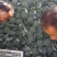 西蓝花，山东惠民万亩蔬菜基地，耐寒炎秀西蓝花