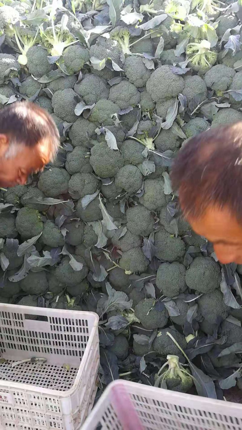 西蓝花，山东惠民万亩蔬菜基地，耐寒炎秀西蓝花