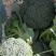 西蓝花，山东惠民万亩蔬菜基地，耐寒炎秀西蓝花