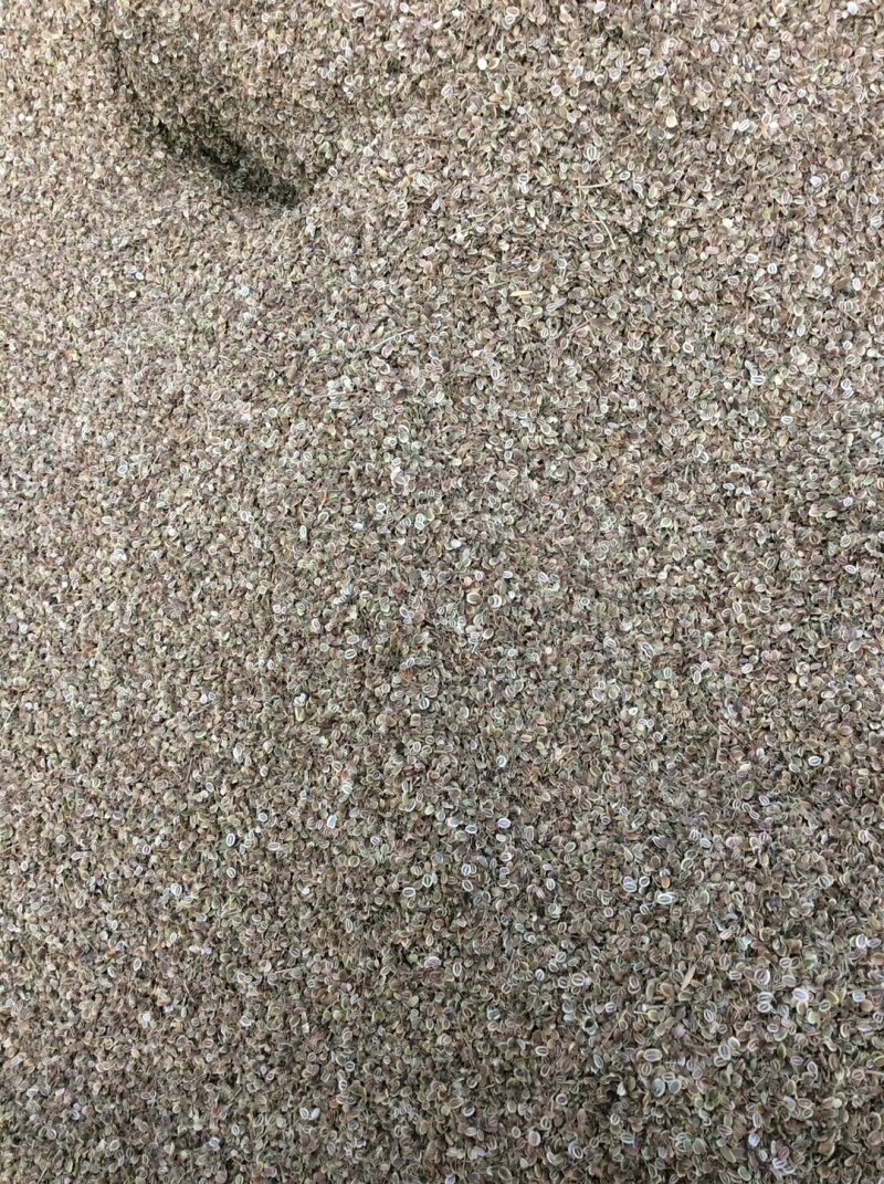 前胡种子