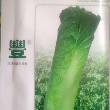 白菜种子