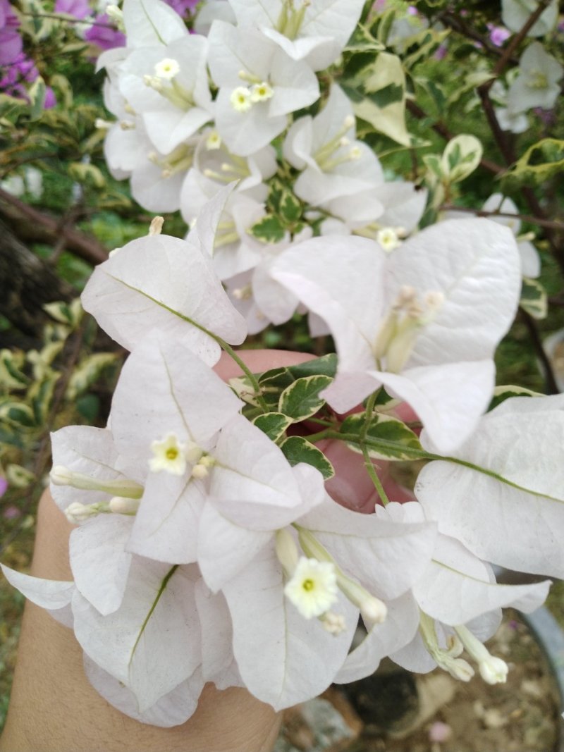 三角梅（花叶杜鹃），杜鹃袋苗……