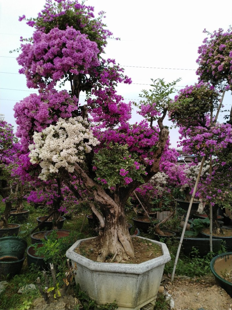 三角梅（花叶杜鹃），杜鹃袋苗……