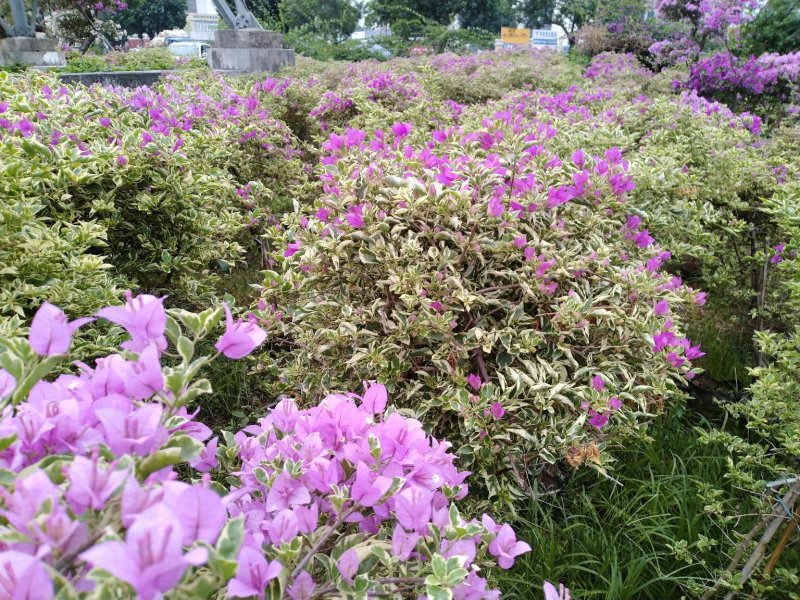 三角梅（花叶杜鹃），杜鹃袋苗……