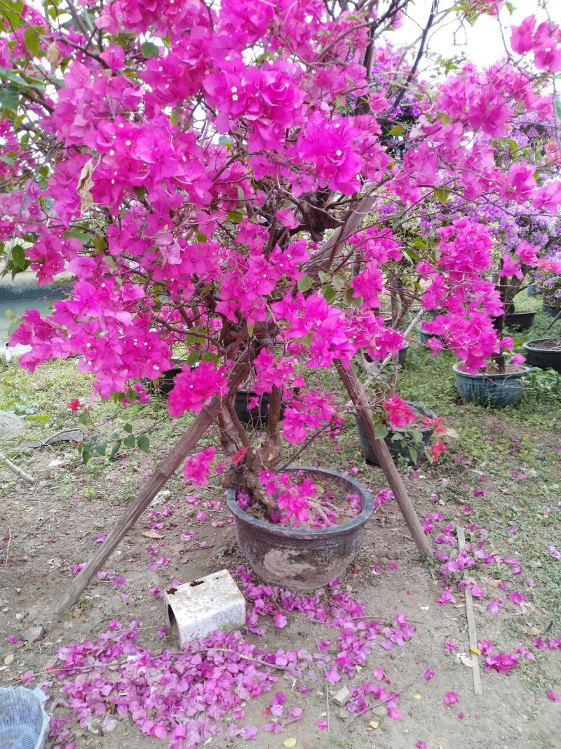 三角梅（花叶杜鹃），杜鹃袋苗……